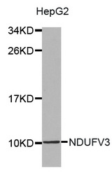 Western blot analysis of extracts of HepG2 cell lines, using NDUFV3 antibody.