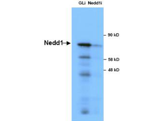 Anti-NEDD1 in Western blot of Immunochemicals' Anti-NEDD1 Antibody shows detection of a 73 kDa band corresponding to endogenous NEDD1 in lysates of S phase HeLa cells silenced for either control Luciferase or NEDD1. In right lane (NEDD1i): lysates from sh-NEDD1 RNAi-treated lentivirus-infected cells. In left lane (GLi): lysates from sh-Luciferase lentivirus-infected cells as control. Anti-NEDD1 Antibody was used at 1:10000. Molecular weight estimation was made by comparison by prestained MW markers. ECL was used for detection. Personal communication, Kyung S. Lee, NCI, Bethesda, MD.