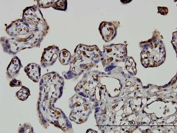 Immunoperoxidase of monoclonal antibody to NEDD1 on formalin-fixed paraffin-embedded human placenta. [antibody concentration 0.75 ug/ml]