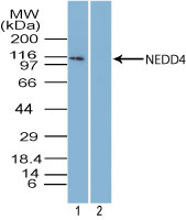 Western blot of NEDD4 in mouse embryonic brain tissue lysate in the 1) absence and 2) presence of immunizing peptide using LS-C148765 at 5 ug/ml. Goat anti-rabbit Ig HRP secondary antibody, and PicoTect ECL substrate solution were used for this test.