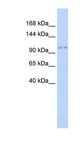 NEDD4 antibody LS-C110750 Western blot of MCF7 cell lysate.