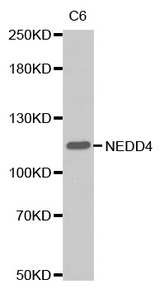 Western blot analysis of extracts of C6 cells tissue, using NEDD4 antibody.