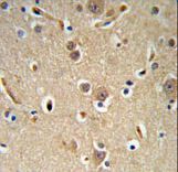NEDD4 Antibody IHC of formalin-fixed and paraffin-embedded brain tissue followed by peroxidase-conjugated secondary antibody and DAB staining.