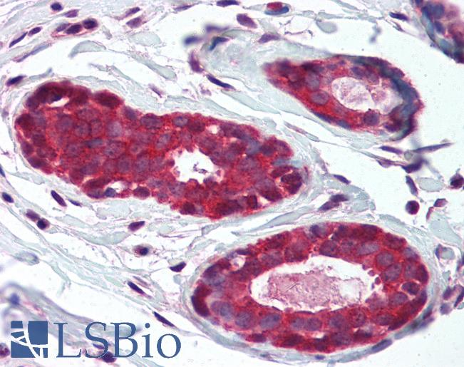 Anti-NEDD4 antibody IHC of human breast. Immunohistochemistry of formalin-fixed, paraffin-embedded tissue after heat-induced antigen retrieval. Antibody LS-B2327 dilution 1:100.