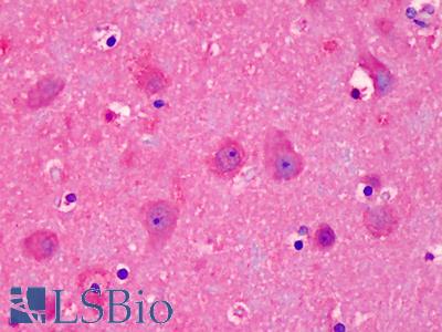 Anti-NEDD8 antibody IHC of human brain, cortex. Immunohistochemistry of formalin-fixed, paraffin-embedded tissue after heat-induced antigen retrieval. Antibody LS-B4950 concentration 10 ug/ml.