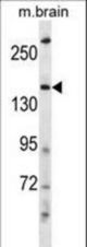 HECW2 Antibody western blot of mouse brain tissue lysates (35 ug/lane). The HECW2 antibody detected the HECW2 protein (arrow).
