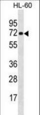 NEIL3 Antibody western blot of HL-60 cell line lysates (35 ug/lane). The NEIL3 antibody detected the NEIL3 protein (arrow).