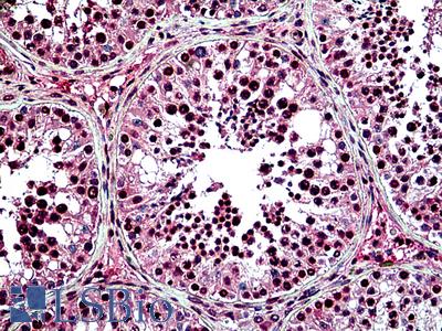 Anti-NEIL3 antibody IHC of human testis. Immunohistochemistry of formalin-fixed, paraffin-embedded tissue after heat-induced antigen retrieval. Antibody LS-B4815 concentration 10 ug/ml.