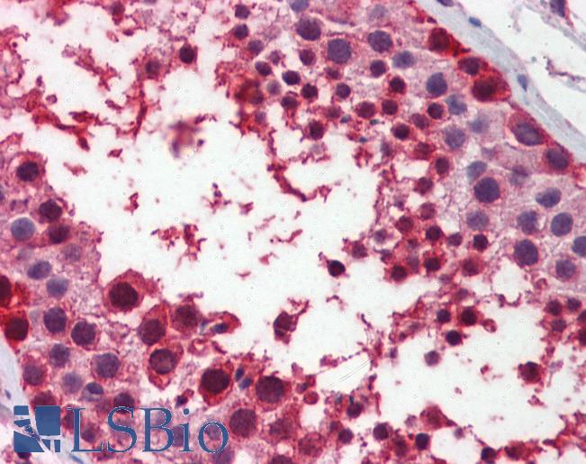 Anti-MDM4 / MDMX antibody IHC of human testis. Immunohistochemistry of formalin-fixed, paraffin-embedded tissue after heat-induced antigen retrieval. Antibody LS-B5878 concentration 5 ug/ml.