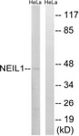 Western blot of extracts from HeLa cells, using NEIL1 Antibody. The lane on the right is treated with the synthesized peptide.