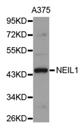 Western blot analysis of extracts of A375 cell line, using NEIL1 antibody.
