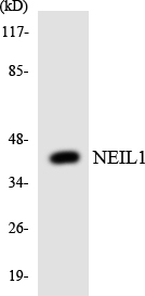 Western blot of the lysates from HeLa cells using NEIL1 antibody.