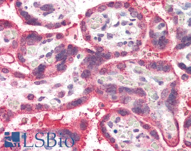 Anti-NEIL1 antibody IHC of human placenta. Immunohistochemistry of formalin-fixed, paraffin-embedded tissue after heat-induced antigen retrieval. Antibody LS-B2278 concentration 5 ug/ml.