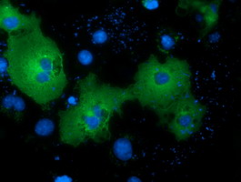 Anti-NEK11 mouse monoclonal antibody immunofluorescent staining of COS7 cells transiently transfected by pCMV6-ENTRY NEK11.
