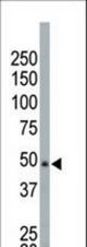 The anti-NEK2 antibody is used in Western blot to detect NEK2 in HeLa cell lysate.