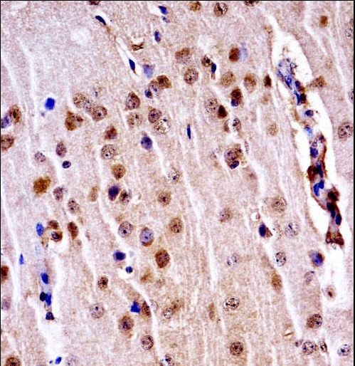 Mouse Nek3 Antibody immunohistochemistry of formalin-fixed and paraffin-embedded mouse brain tissue followed by peroxidase-conjugated secondary antibody and DAB staining.