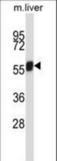 Mouse Nek3 Antibody western blot of mouse liver tissue lysates (35 ug/lane). The Nek3 antibody detected the Nek3 protein (arrow).
