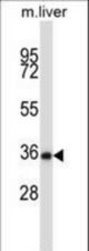 Mouse Nek6 Antibody western blot of mouse liver tissue lysates (35 ug/lane). The Nek6 antibody detected the Nek6 protein (arrow).