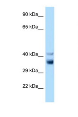 NEK7 antibody LS-C146138 Western blot of Rat Liver lysate. Antibody concentration 1 ug/ml.