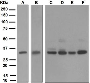 Western blot analysis on (A) Jurkat, (B) A549, (C) C6, (D) RAW264.7, (E) PC-12, and (F) NIH/3T3 cell lysates using anti-NEK7 antibody.