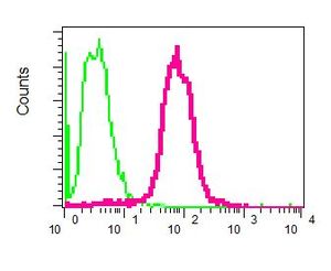 Flow cytometry of permeabilized Jurkat cells using anti-NEK7 antibody (red)or a rabbit IgG (negative) (green).