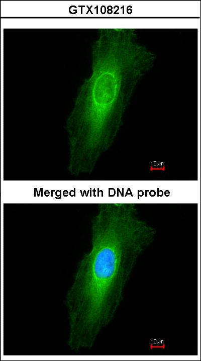 Immunofluorescence of paraformaldehyde-fixed HeLa using NEK7 antibody at 1:200 dilution.