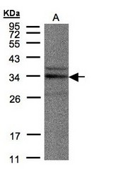 Sample (30 ug of whole cell lysate). A: HeLa S3. 12% SDS PAGE. NEK7 antibody diluted at 1:500