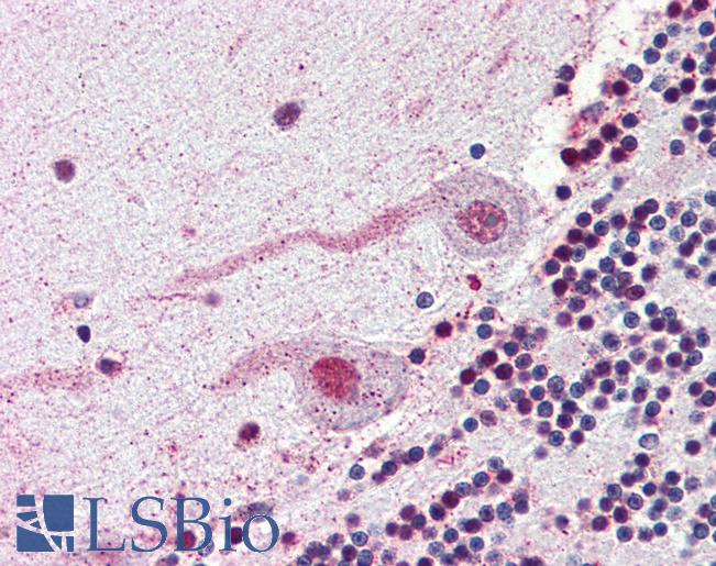 Anti-NEK7 antibody LS-A7163 IHC of human brain, cerebellum. Immunohistochemistry of formalin-fixed, paraffin-embedded tissue after heat-induced antigen retrieval.