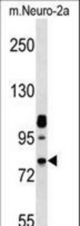 Mouse Nek8 Antibody western blot of mouse Neuro-2a cell line lysates (35 ug/lane). The Nek8 antibody detected the Nek8 protein (arrow).