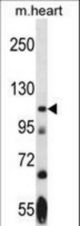 Mouse Nek9 Antibody western blot of mouse heart tissue lysates (35 ug/lane). The Nek9 antibody detected the Nek9 protein (arrow).