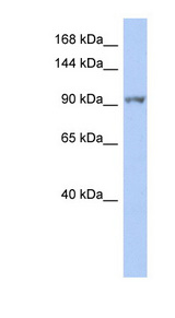 NEK9 antibody LS-C111210 Western blot of THP-1 cell lysate.