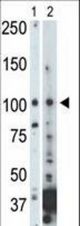 The anti-NEK9 antibody is used in Western blot to detect NEK9 in 293 cell lysate (Lane 1) and mouse heart tissue lysate (Lane 2).