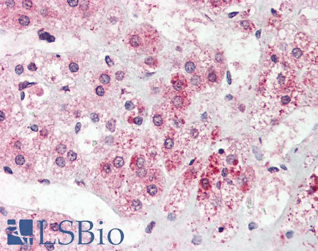 Anti-NEK9 antibody LS-A7968 IHC of human adrenal. Immunohistochemistry of formalin-fixed, paraffin-embedded tissue after heat-induced antigen retrieval.