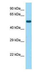 NELFA / WHSC2 antibody Western Blot of Mouse Brain.