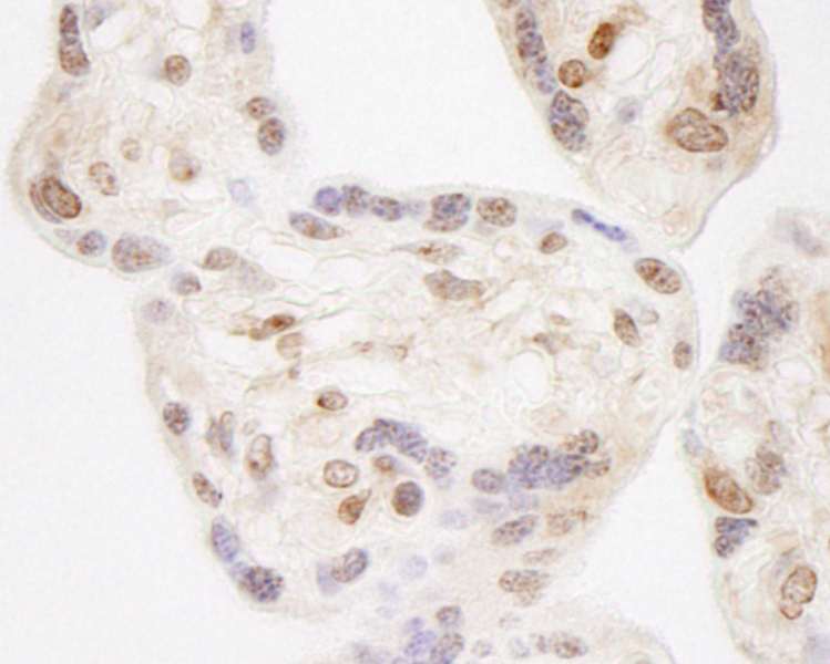 Detection of Human NELFA by Immunohistochemistry. Sample: FFPE section of human placenta. Antibody: Affinity purified rabbit anti-NELFA used at a dilution of 1:1000 (1 ug/ml). Detection: DAB.