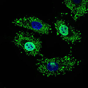Immunofluorescence of HeLa cells using WHSC2 mouse monoclonal antibody (green). Blue: DRAQ5 fluorescent DNA dye.