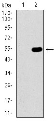 Western blot using WHSC2 monoclonal antibody against HEK293 (1) and WHSC2 (AA: 280-511)-hIgGFc transfected HEK293 (2) cell lysate.