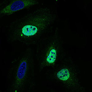 Immunofluorescence of HeLa cells using WHSC2 mouse monoclonal antibody (green). Blue: DRAQ5 fluorescent DNA dye.