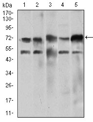 Western blot using WHSC2 mouse monoclonal antibody against Jurkat (1), HeLa (2), HEK293 (3), A549 (4), and SPC-A-1 (5) cell lysate.