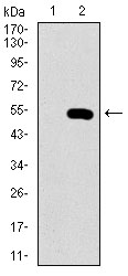 Western blot using WHSC2 monoclonal antibody against HEK293 (1) and WHSC2 (AA: 280-511)-hIgGFc transfected HEK293 (2) cell lysate.