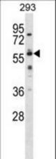 COBRA1 Antibody western blot of 293 cell line lysates (35 ug/lane). The COBRA1 antibody detected the COBRA1 protein (arrow).