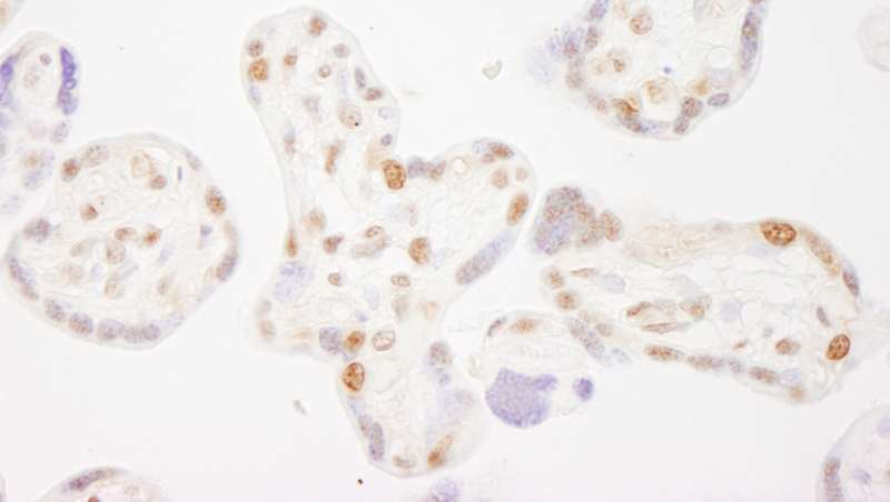 Detection of Human COBRA1 by Immunohistochemistry. Sample: FFPE section of human placenta. Antibody: Affinity purified rabbit anti-COBRA1 used at a dilution of 1:200 (1 ug/ml).