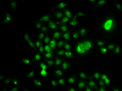 Immunofluorescence blot of U20S cell using NELFE antibody.