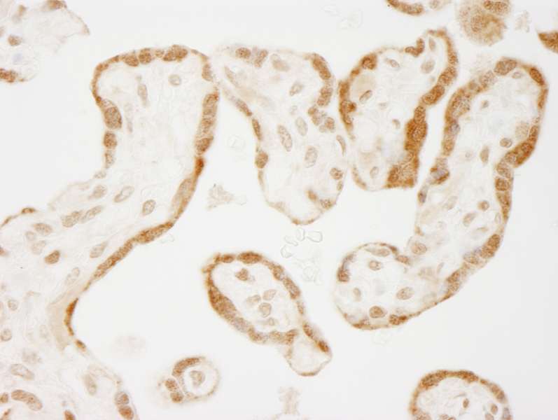 Detection of Human NELFE by Immunohistochemistry. Sample: FFPE section of human placenta. Antibody: Affinity purified rabbit anti-NELFE used at a dilution of 1:250.