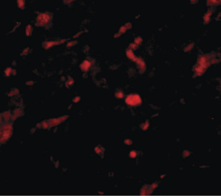 Immunofluorescence of NENF in rat kidney tissue with NENF antibody at 20 ug/ml.