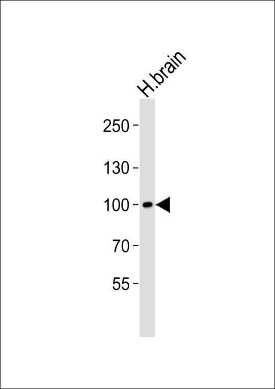 Western blot of lysate from human brain tissue lysate with Mouse Ddr1 Antibody. Antibody was diluted at 1:1000. A goat anti-rabbit IgG H&L (HRP) at 1:5000 dilution was used as the secondary antibody. Lysate at 35 ug.