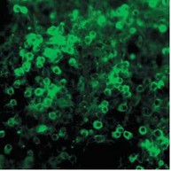 Immunofluorescent staining of Netrin 1 antibody. Dissociated cell cultures of an e13 mouse brain showing Netrin-1 (green staining) in neuronal precursor cells.