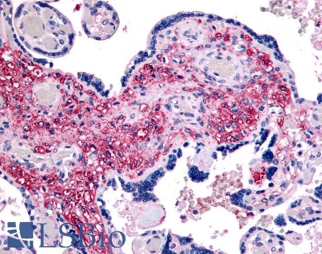 Anti-NET1 antibody LS-A3412 IHC of human placenta. Immunohistochemistry of formalin-fixed, paraffin-embedded tissue after heat-induced antigen retrieval.