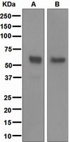 Western blot analysis on (A) mouse brain and (B) rat brain lysates using anti-NETO2 antibody.