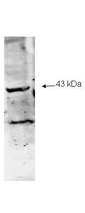Anti-Neu2 Antibody - Western Blot. Western blot of Affinity Purified anti-Neu2 antibody to detect Neu-2 present in a lysate expressing human Neu2 (1.0 ul loaded). Molecular weight marker (not shown) indicates a band of the expected MW (43 kD). The reactive lower molecular weight band is believed to represent a truncated form of this protein. The blot was incubated with a 1:500 dilution of the antibody at room temperature for 1 h followed by detection using IRDye800 labeled Goat-a-Rabbit IgG [H&L] ( diluted 1:1000. IRDye800 fluorescence image was captured using the Odyssey Infrared Imaging System developed by LI-COR. IRDye is a trademark of LI-COR, Inc. Other detection systems will yield similar results.